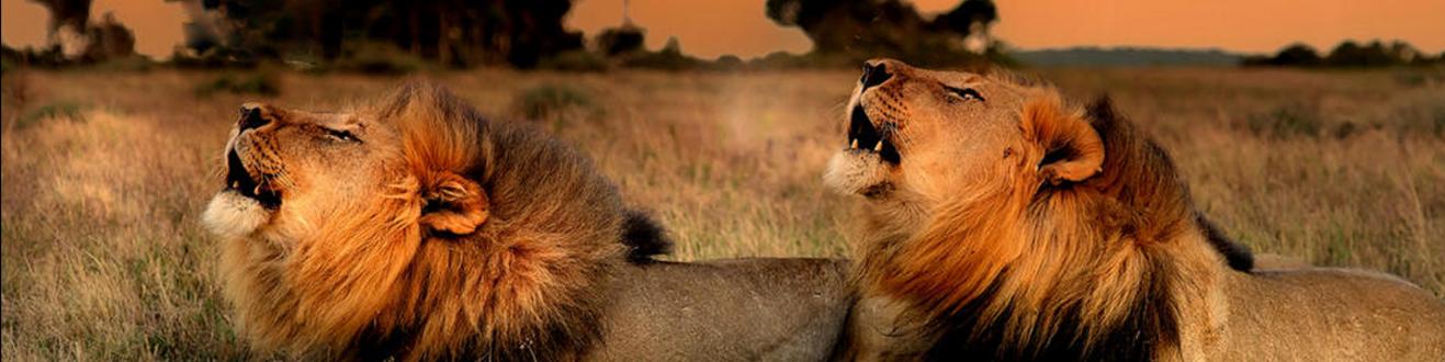 Kariega Private Game Reserve Lions